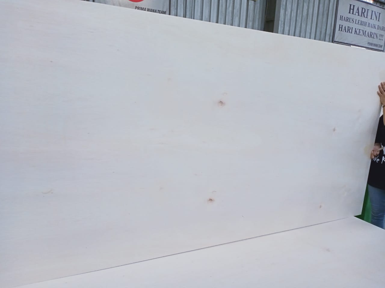 Falcata 1