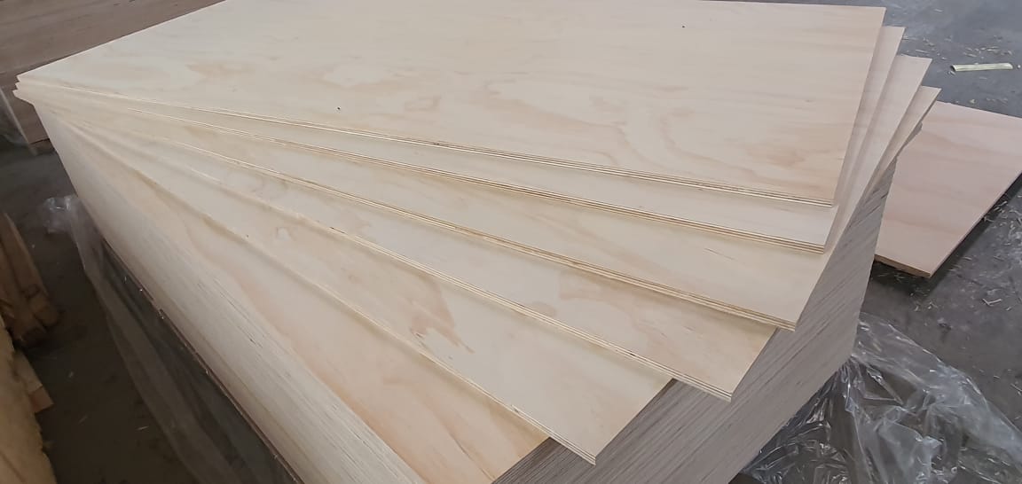 Radiata Pine 1