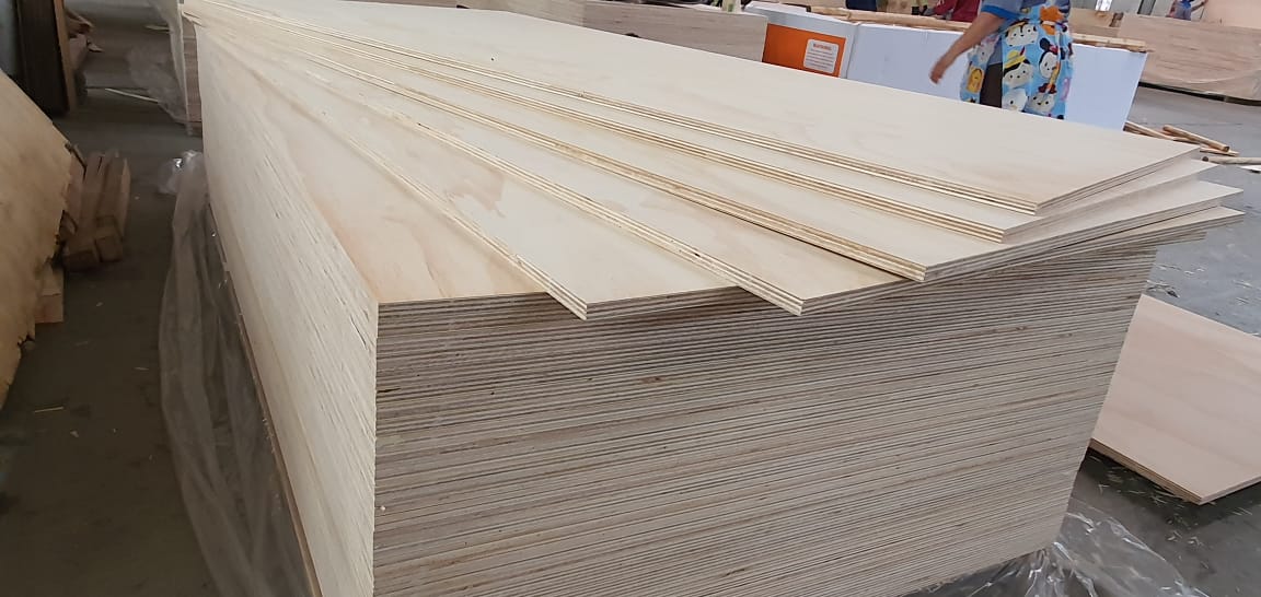 Radiata Pine 1