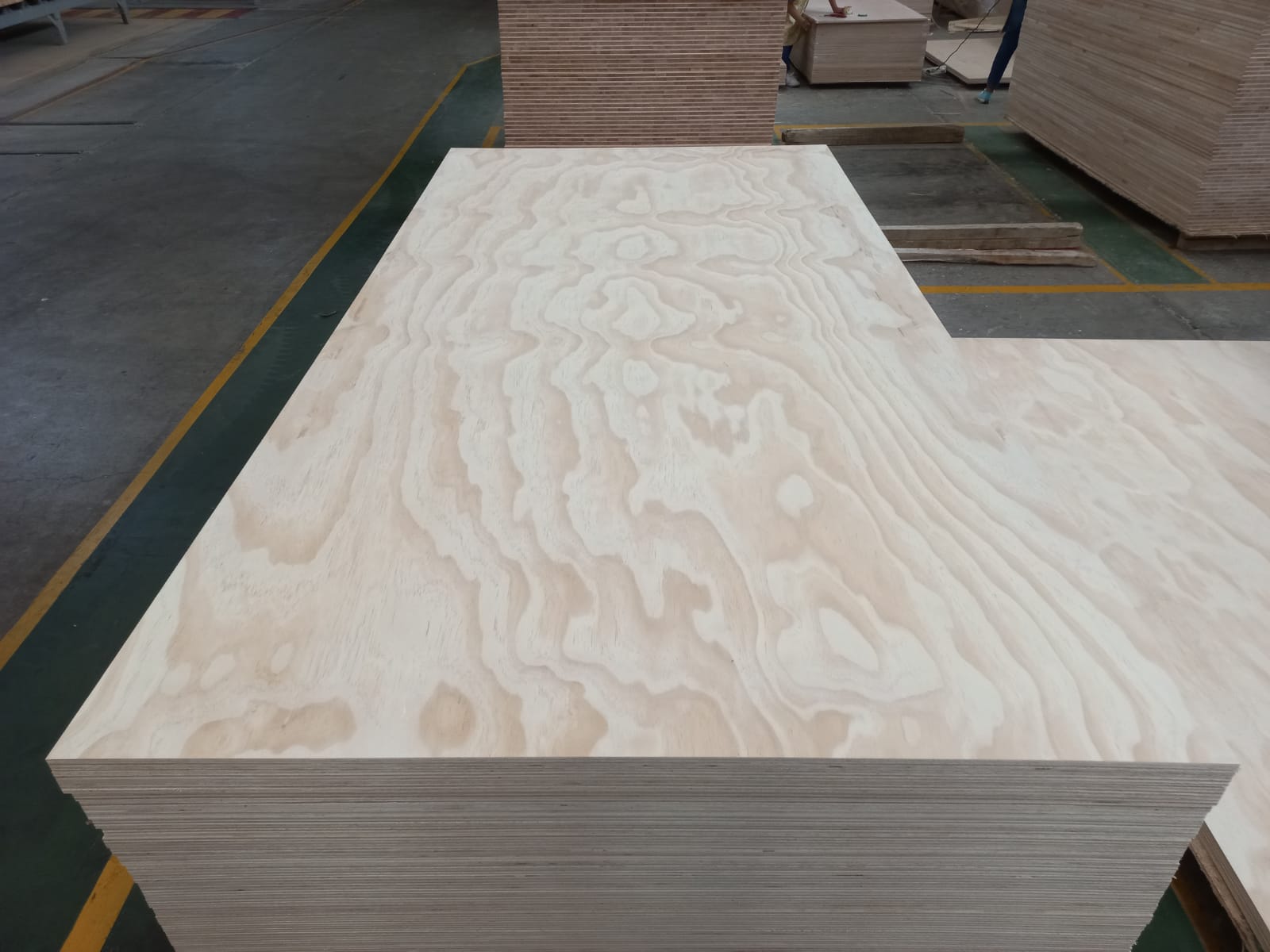 Radiata Pine 1